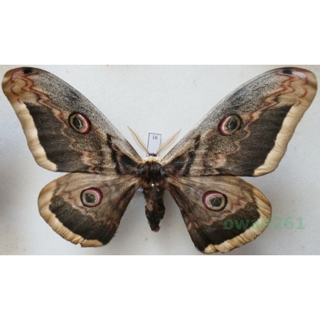 Saturnia pyri (Denis & Schiffermüller, 1775) male Pawica gruszówka ex. ovo Czech 113mm16